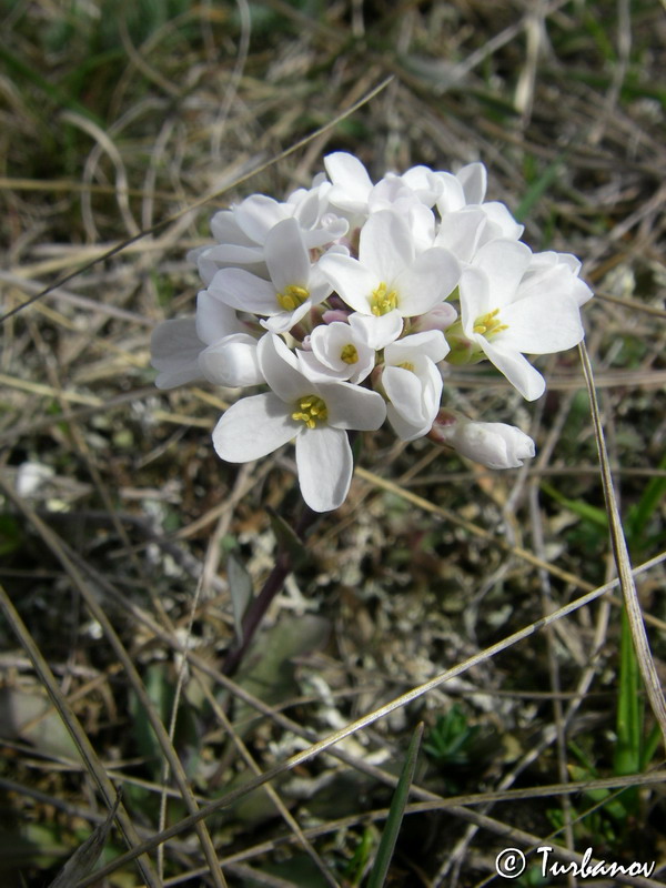 Изображение особи Noccaea macrantha.