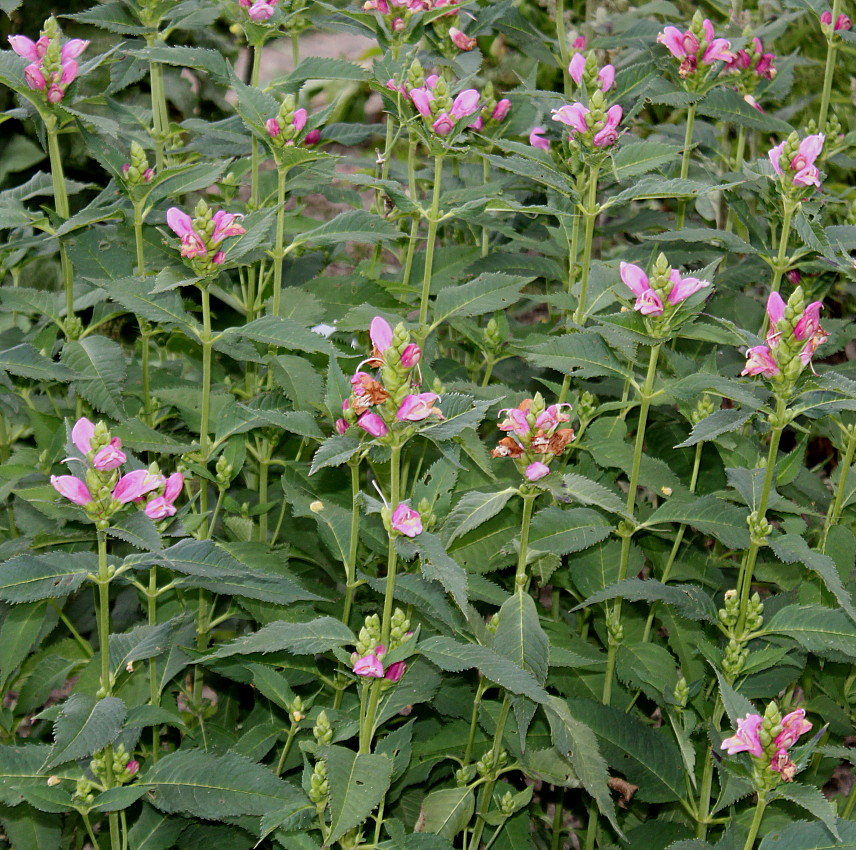Изображение особи Chelone obliqua.