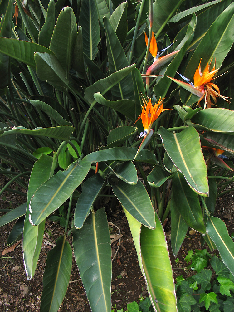 Изображение особи Strelitzia reginae.