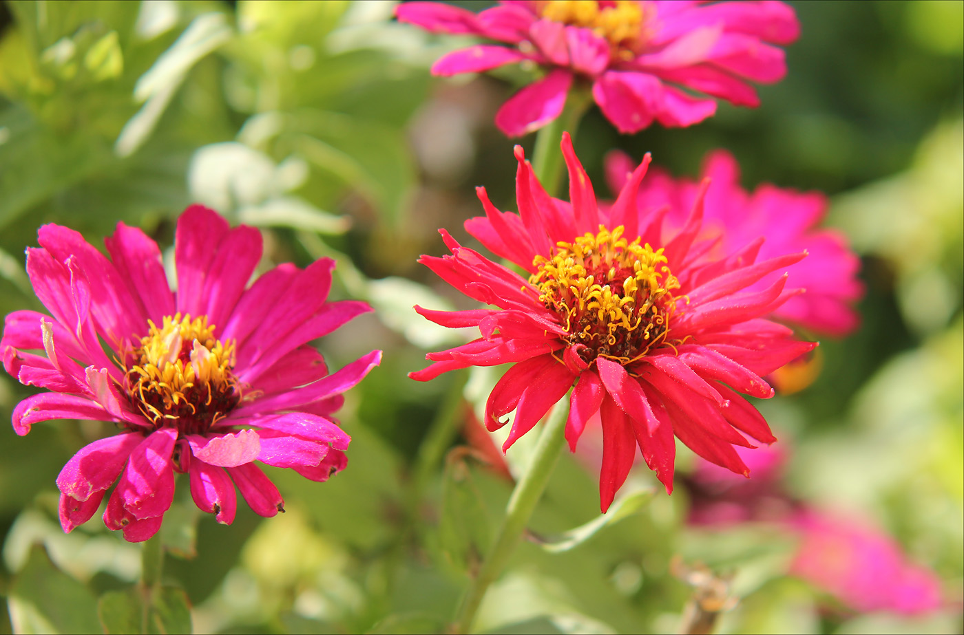 Image of Zinnia elegans specimen.