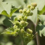 Xanthium orientale. Соцветия и незрелые соплодия. Черноморское побережье Кавказа, Новороссийск, близ Суджукской лагуны, травостой с преобладанием адвентивных видов. 22 августа 2013 г.