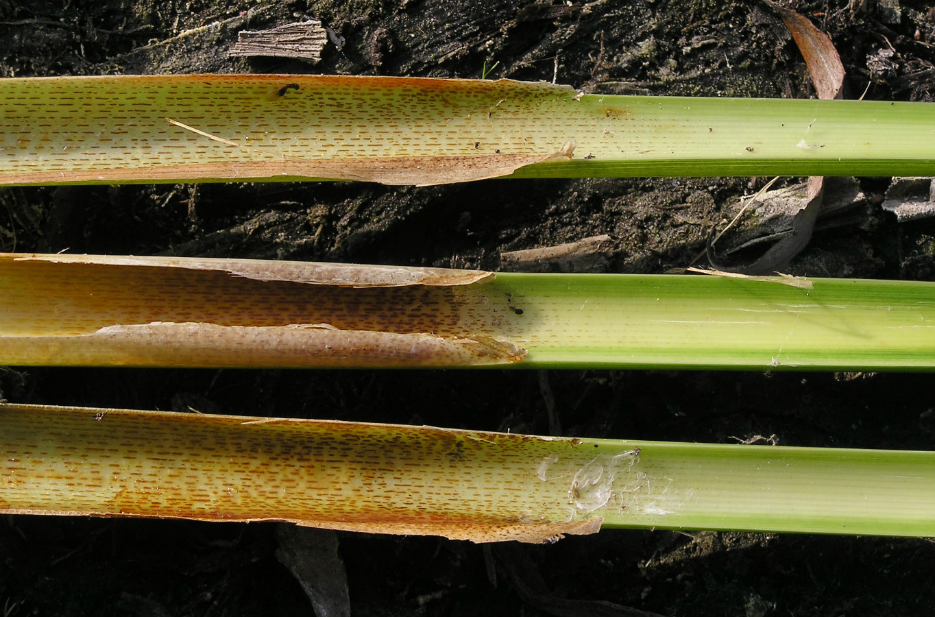 Image of Typha domingensis specimen.