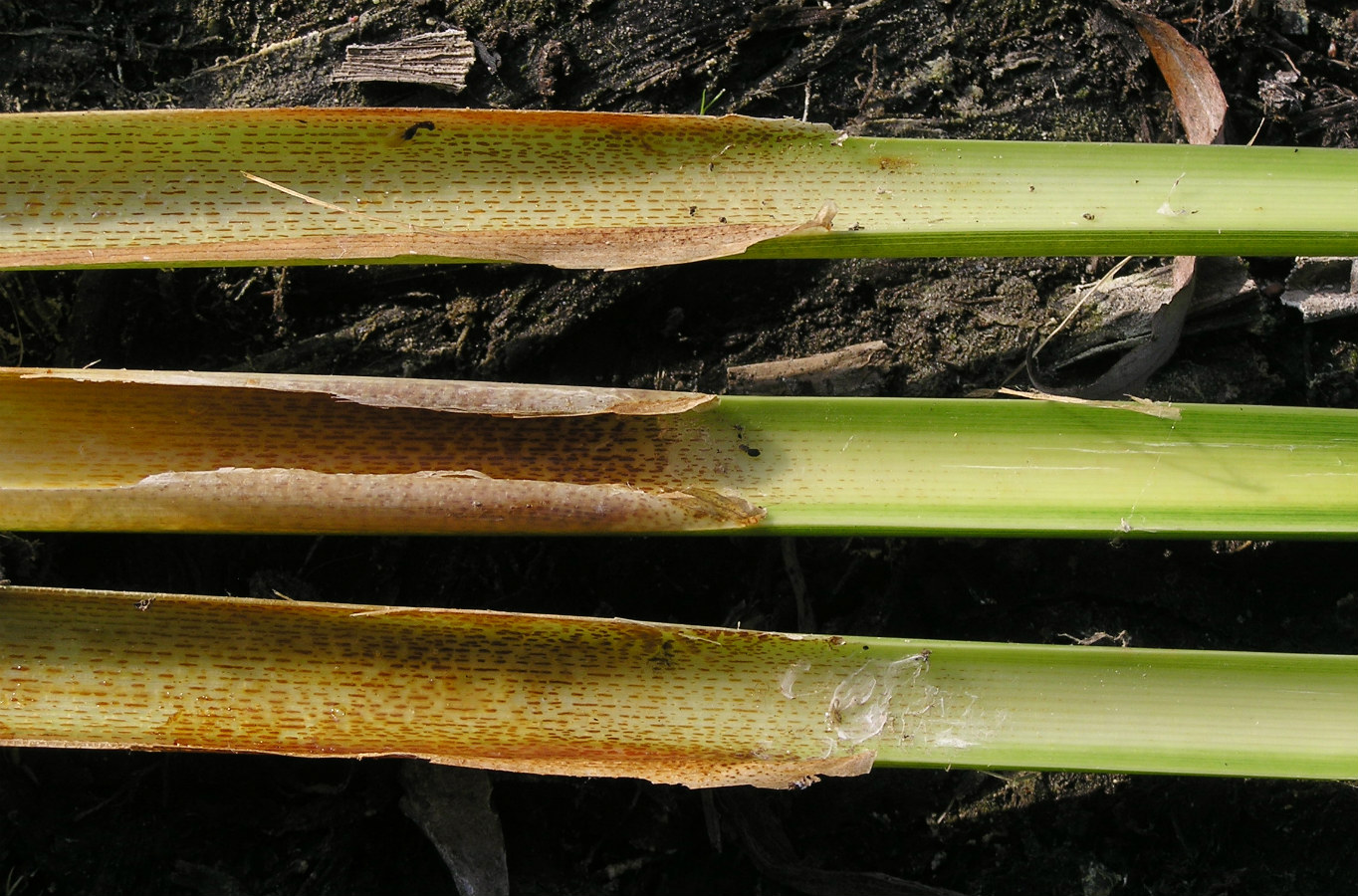 Изображение особи Typha domingensis.