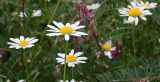 Leucanthemum vulgare