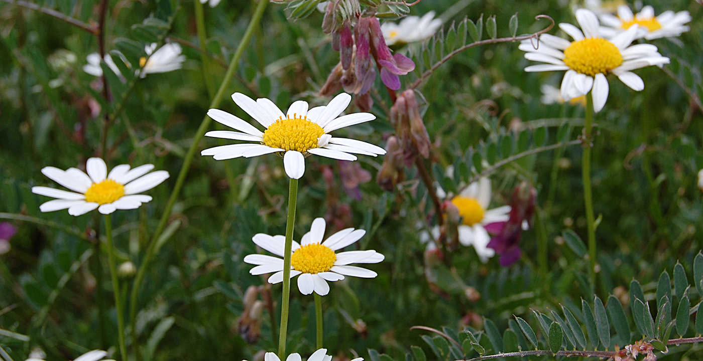 Изображение особи Leucanthemum vulgare.