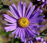 Aster amellus. Соцветие. Германия, г. Дюссельдорф, Ботанический сад университета. 04.09.2013.
