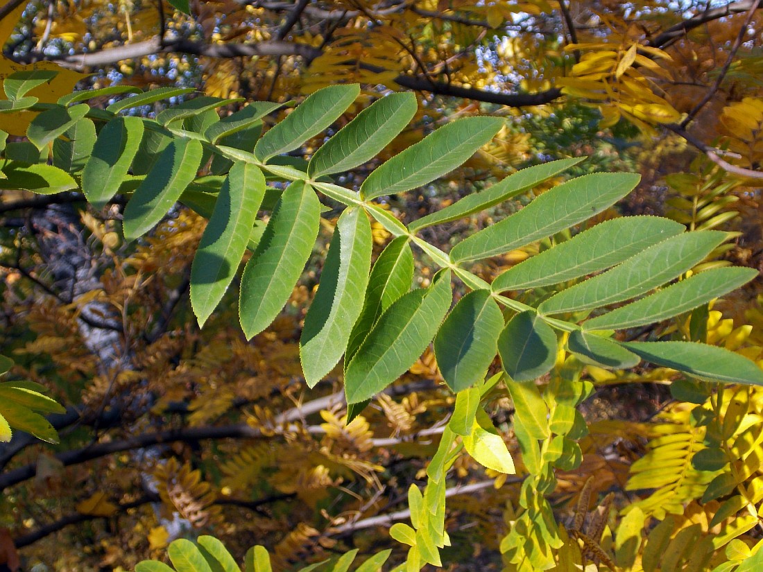 Изображение особи Pterocarya stenoptera.