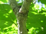 Aralia elata