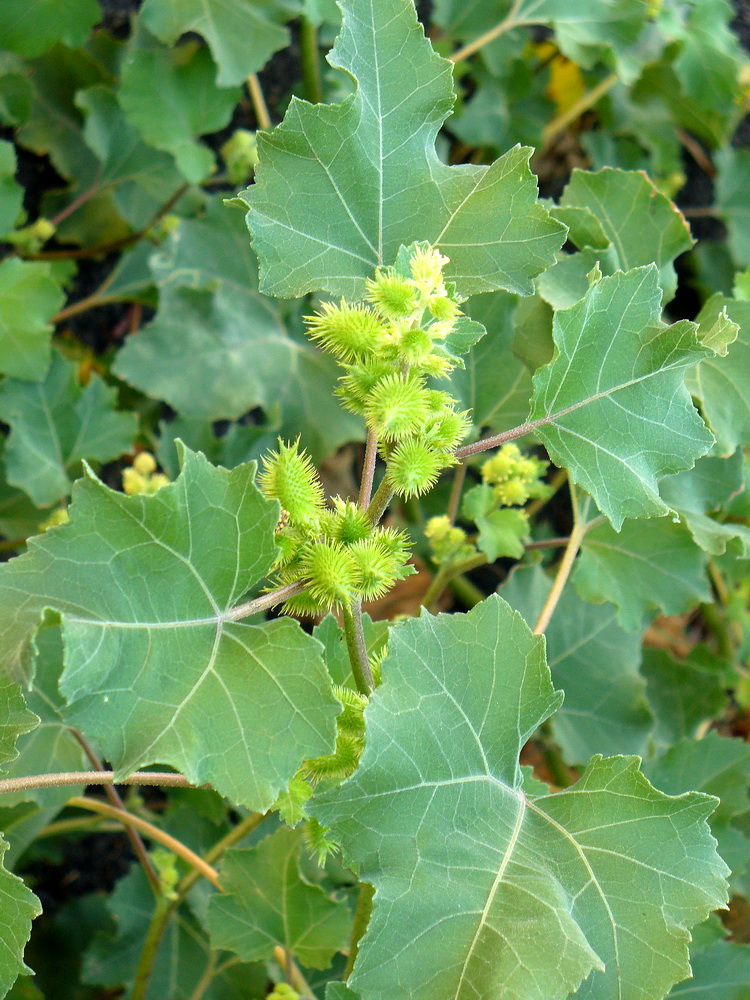 Image of Xanthium orientale specimen.