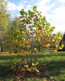Platanus × acerifolia. Пнёвая поросль в осенней окраске листьев. Краснодарский край, г. Крымск, территория ОСС. 20.10.2013.