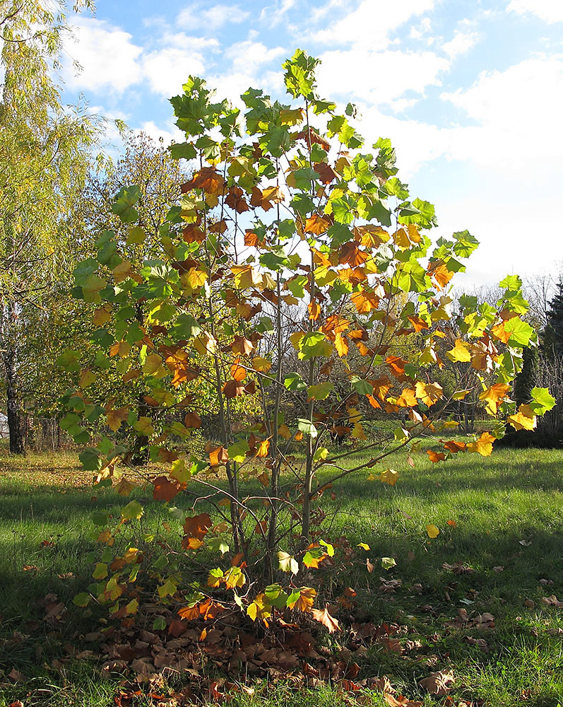 Изображение особи Platanus &times; acerifolia.