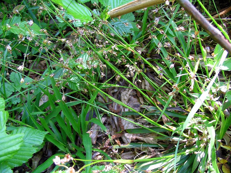 Image of Luzula pilosa specimen.