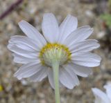 Anthemis tomentosa