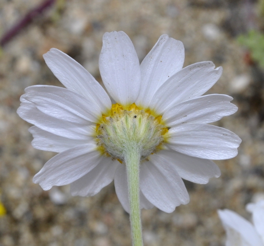 Изображение особи Anthemis tomentosa.