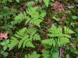 Gymnocarpium dryopteris. Вайи. Хабаровский край, Ванинский р-н, ельник зеленомошный в верховьях р. Левая Утэ. 21.07.2013.