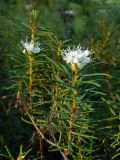 Ledum palustre