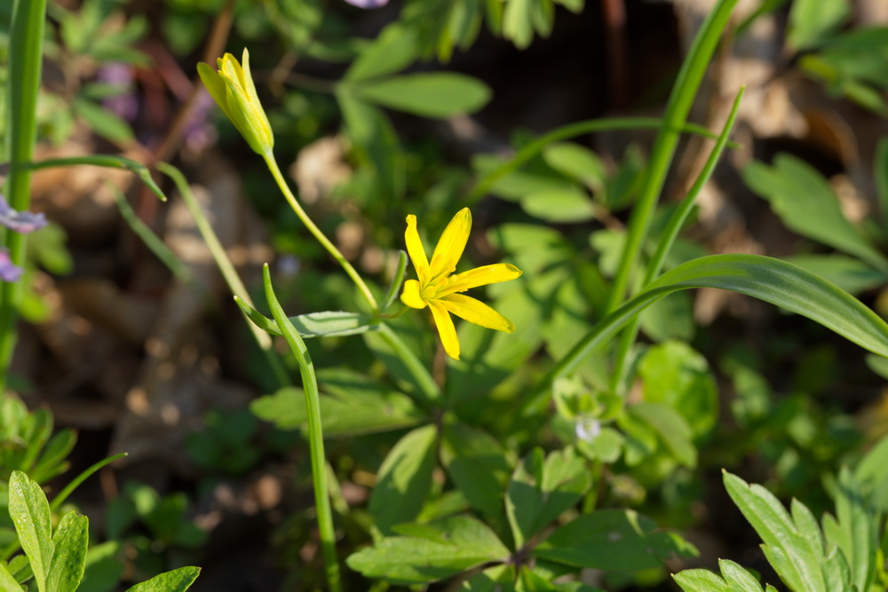 Изображение особи Gagea lutea.