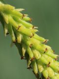 genus Salix