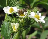Fragaria × ananassa