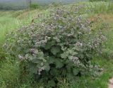 View full-size image Arctium tomentosum