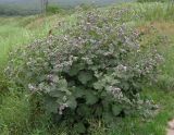 Arctium tomentosum