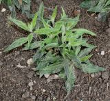 genus Hieracium. Вегетирующее растение. Германия, г. Дюссельдорф, Ботанический сад университета. 28.04.2014.