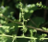 Asparagus acutifolius. Веточка. Словения, община Копер, дер. Храстовлье (Hrastovlje), у дороги. 09.05.2014.