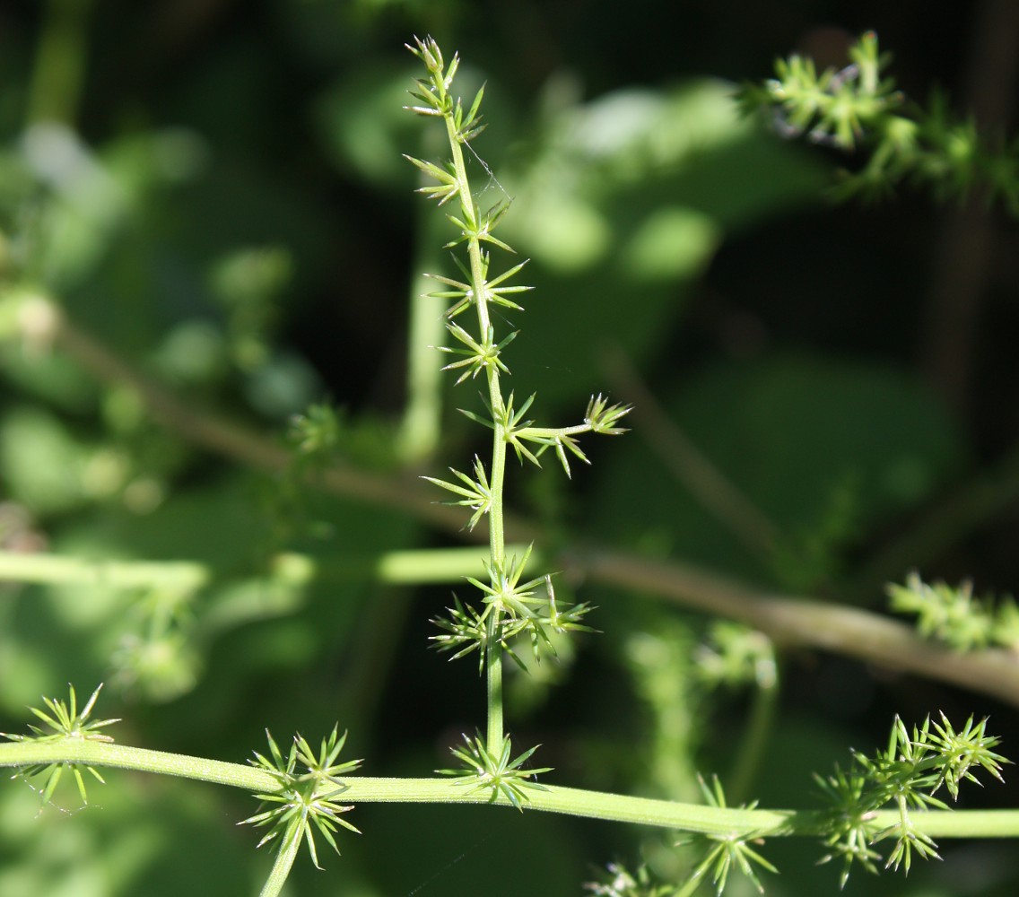 Image of Asparagus acutifolius specimen.