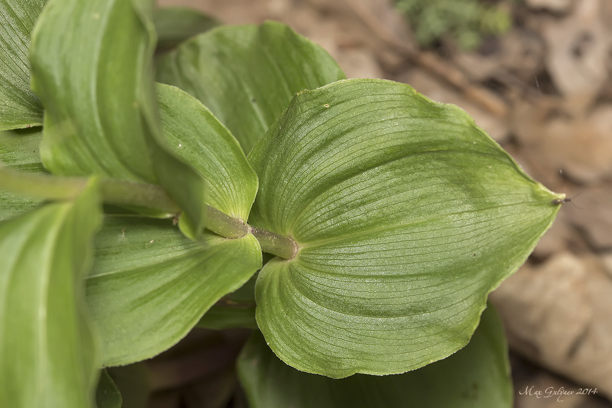 Изображение особи Epipactis helleborine.