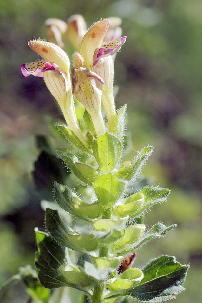 Изображение особи Scutellaria adsurgens.