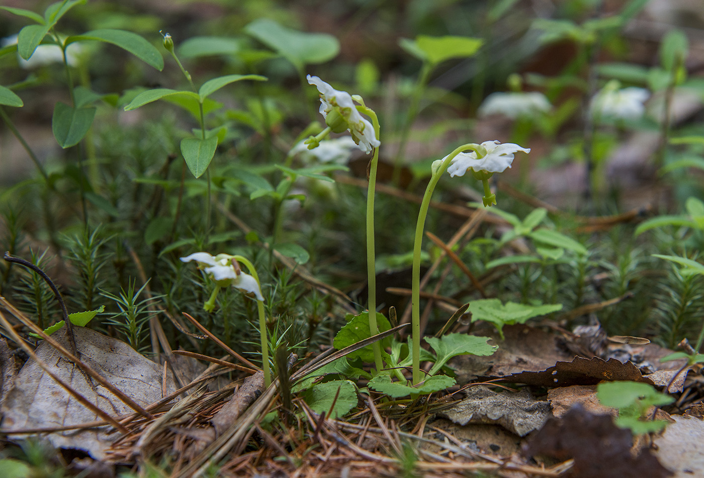 Изображение особи Moneses uniflora.