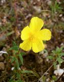 Helianthemum grandiflorum