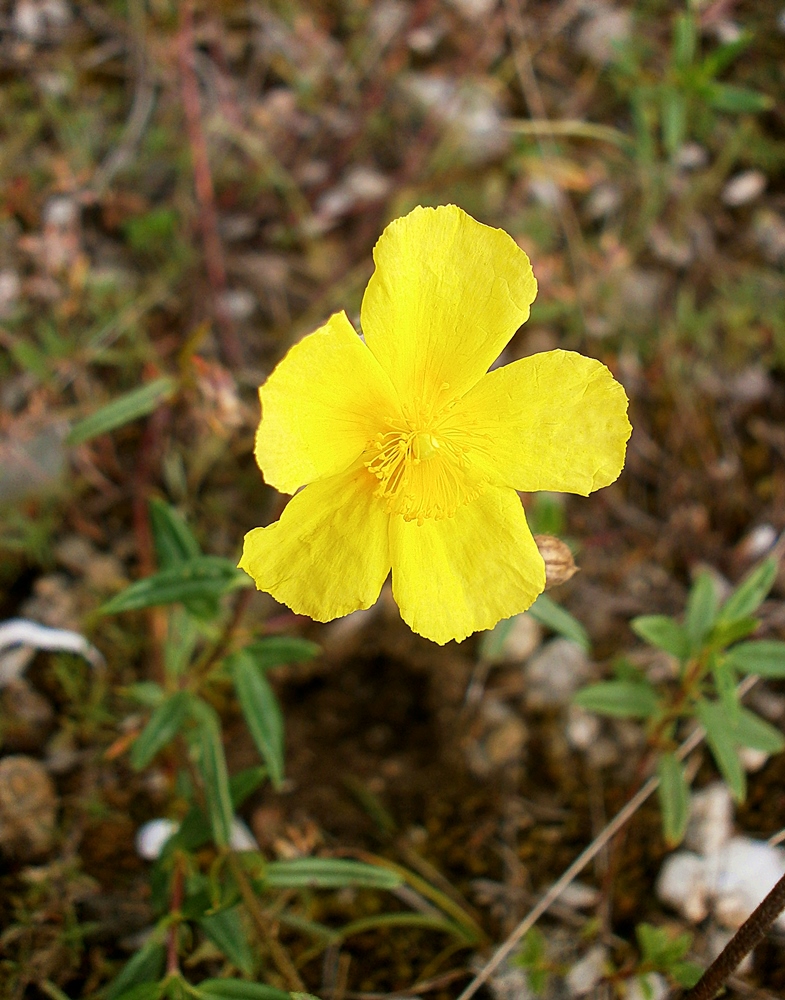 Image of Helianthemum grandiflorum specimen.