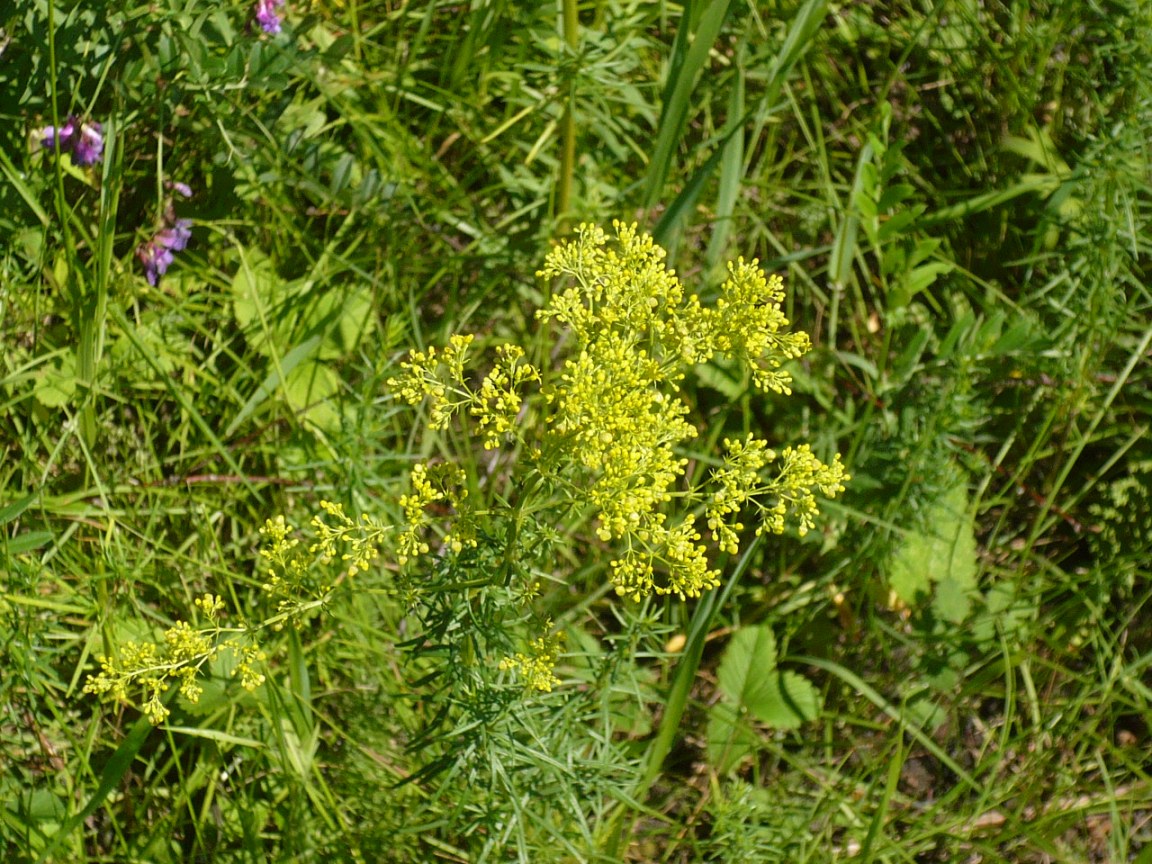 Изображение особи Galium verum.