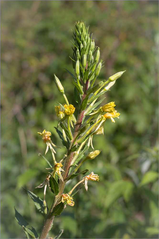 Image of Oenothera rubricaulis specimen.