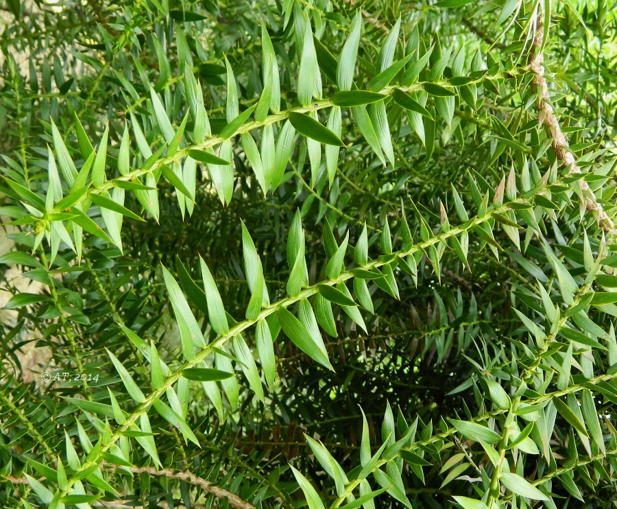 Изображение особи Araucaria bidwillii.