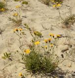 Hieracium umbellatum variety dunale. Аспект цветущих растений. Калининградская обл., Зеленоградский р-н, Куршская коса, высота Эфа, дюнные пески. Июль 2014 г.