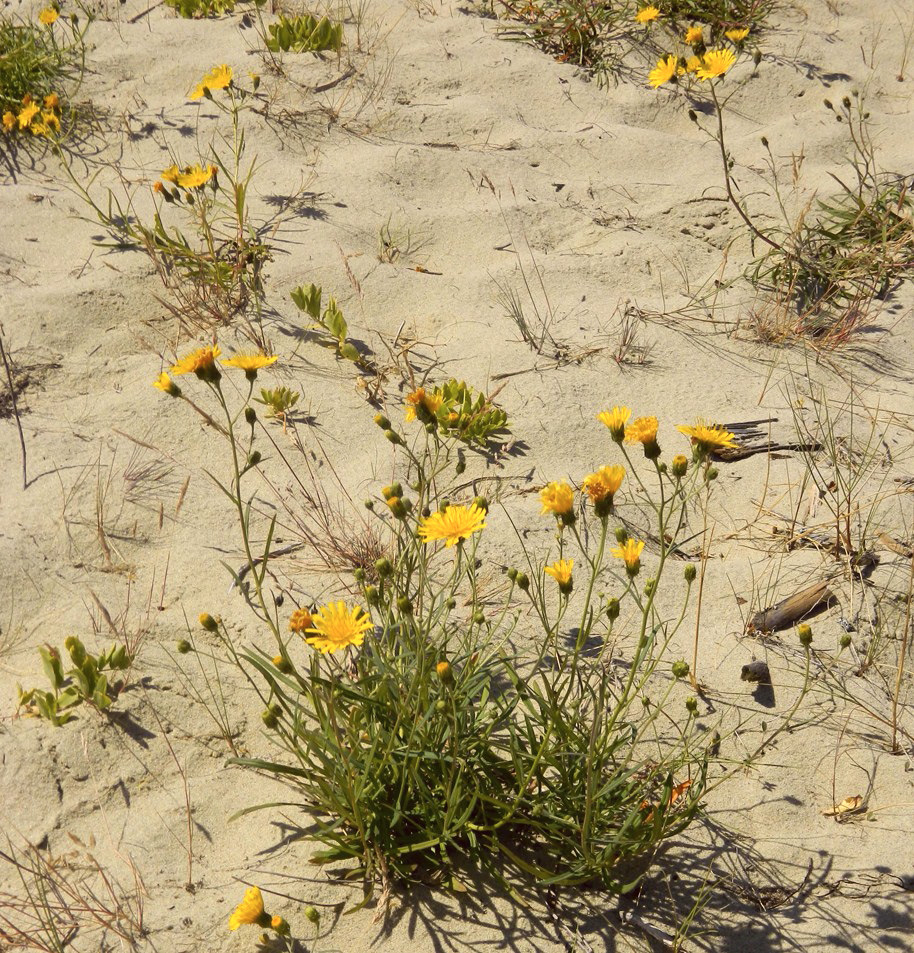 Image of Hieracium umbellatum var. dunale specimen.