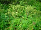 Archangelica officinalis. Цветущее растение. Удмуртия, Завьяловский р-н, окр. д. Дуброво, пойменный луг. 18.07.2009.г.