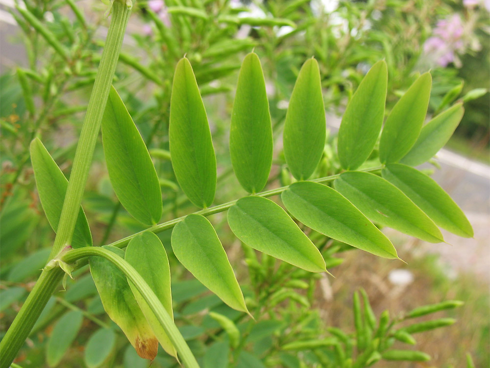 Изображение особи Galega officinalis.