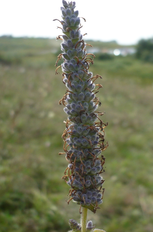 Изображение особи Schizonepeta multifida.