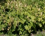 Lunaria rediviva