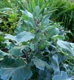 Brassica oleracea разновидность capitata. Расцветающее растение. Московская обл., Электрогорск, палисадник у жилого дома, в культуре. 26.08.2014.