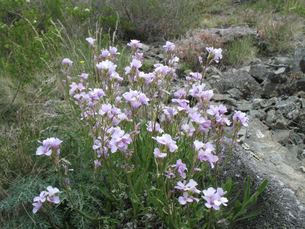 Изображение особи Dendroarabis fruticulosa.