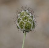 Scabiosa ochroleuca