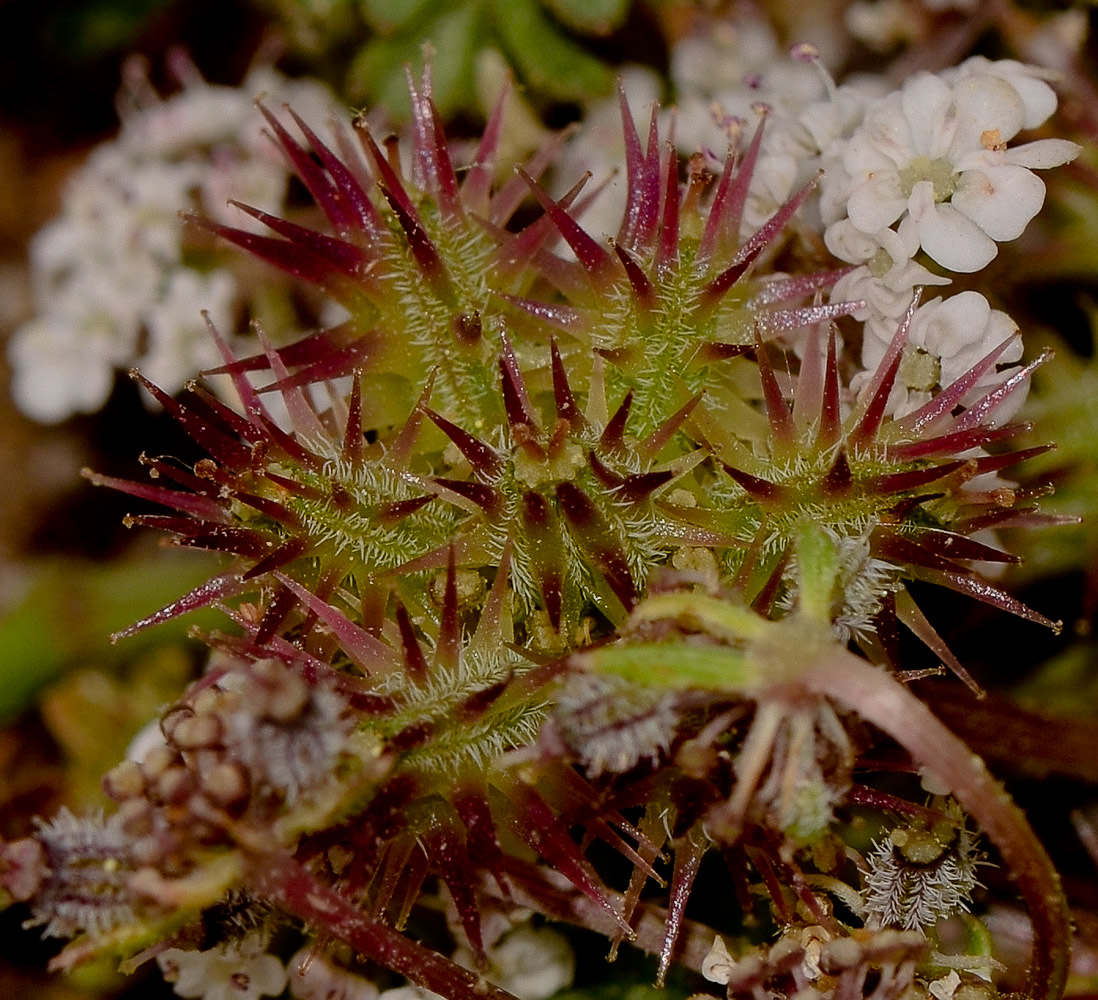 Image of Pseudorlaya pumila specimen.