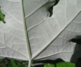 Populus alba