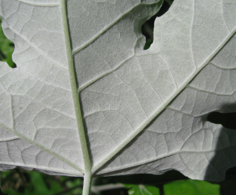 Изображение особи Populus alba.