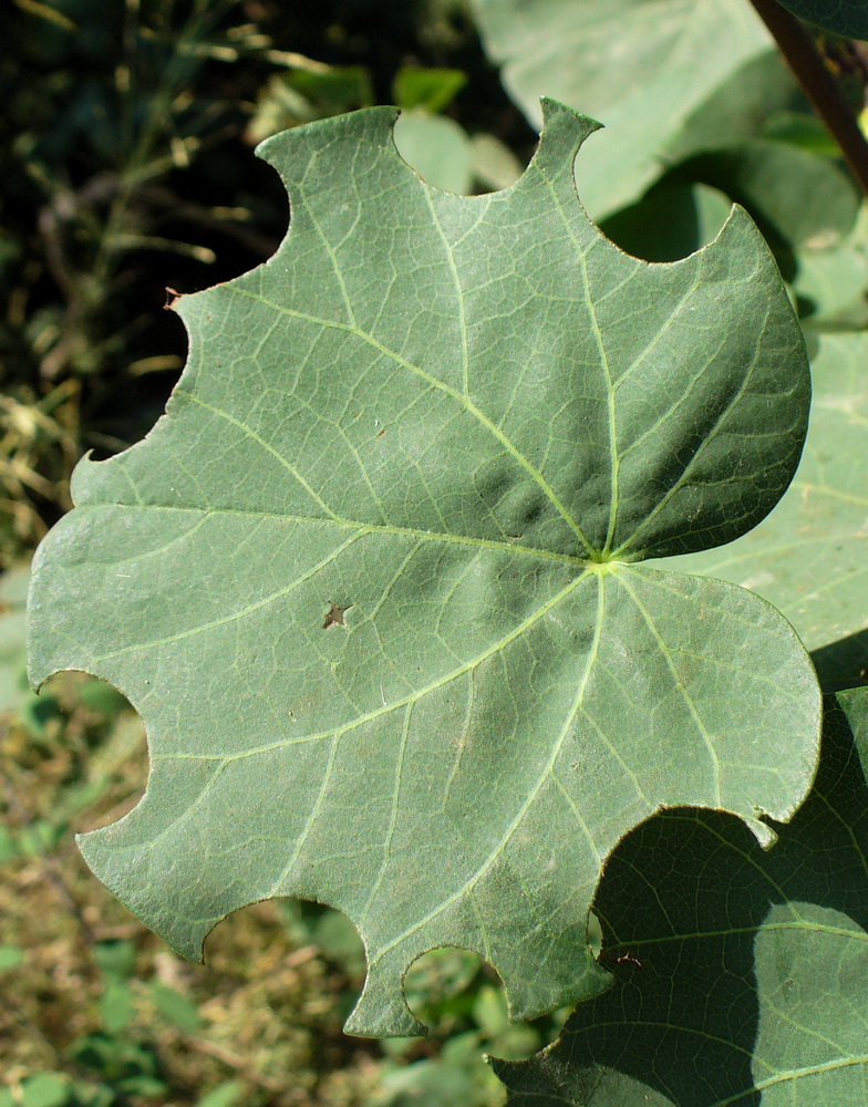 Image of Cercis siliquastrum specimen.