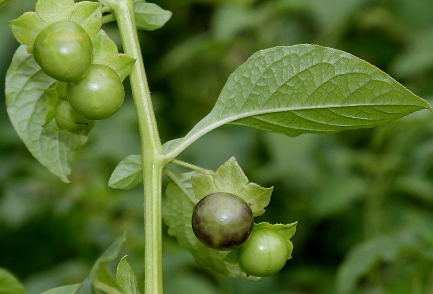 Изображение особи Jaltomata procumbens.